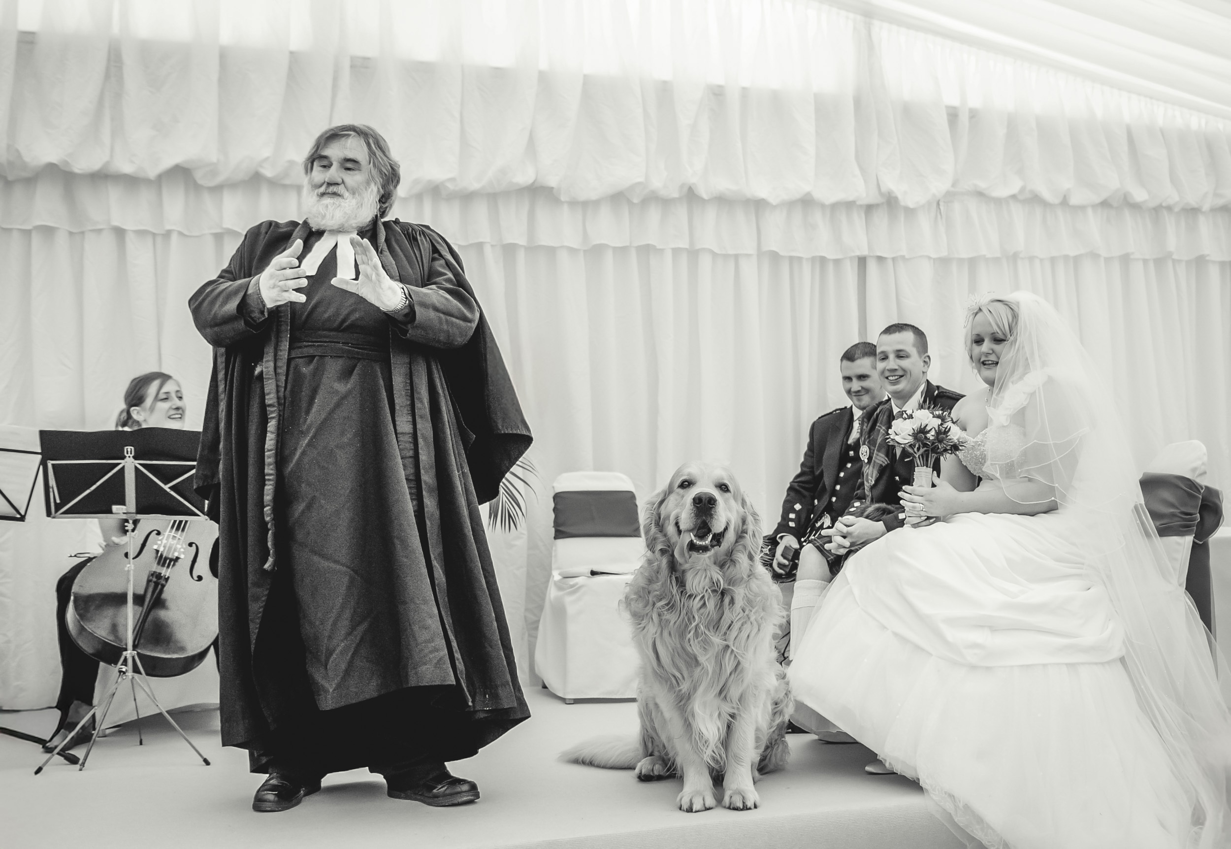 Dog attending wedding 