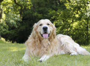 Who Let the Dog In? Wedding Crasher Steals Hearts