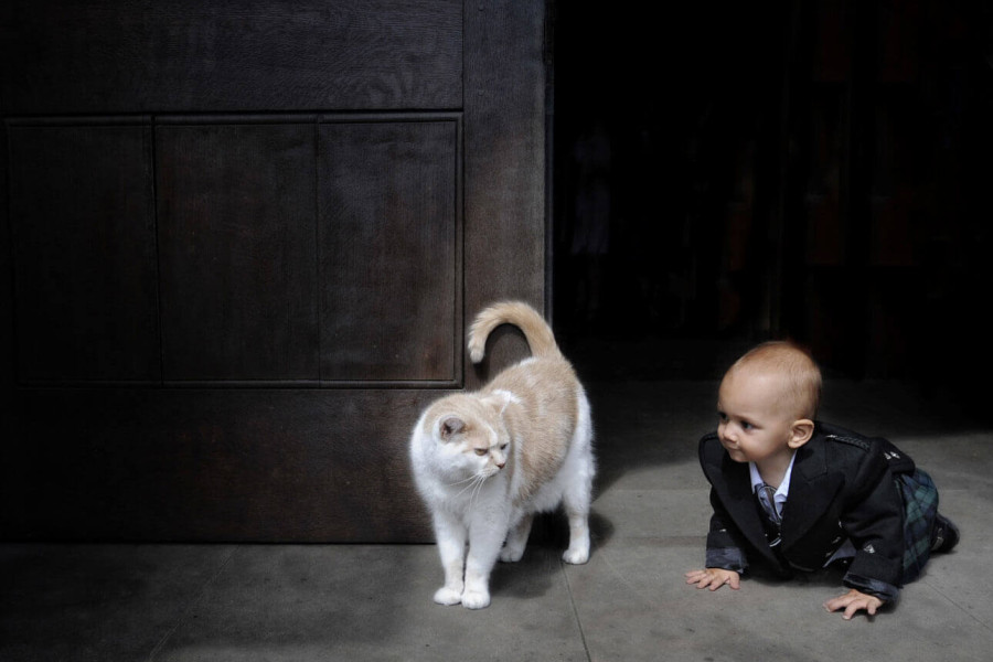 Pets at Weddings